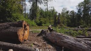 How Our Tree Care Process Works  in  Prairie Ridge, WA