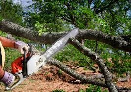 Best Lawn Maintenance Plans  in Prairie Ridge, WA