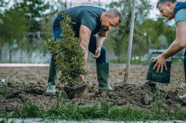 Best Tree Disease Treatment  in Prairie Ridge, WA