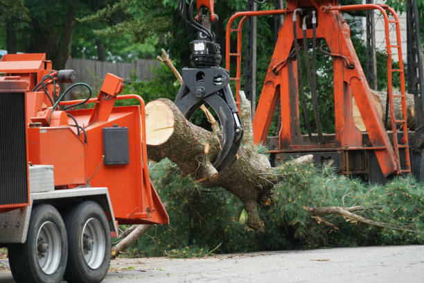 Best Tree Mulching  in Prairie Ridge, WA